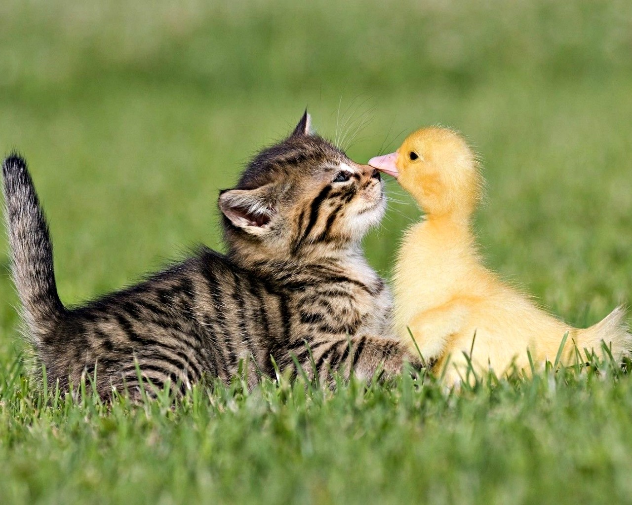 KF-Bildersammlungen Katzen » Katzenbilder 1